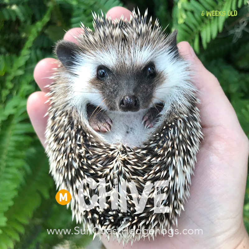 Jacksonville, Florida Hedgehogs for Sale - Sun Coast Hedgehogs