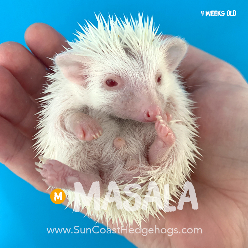 Jacksonville, Florida Hedgehogs for Sale - Sun Coast Hedgehogs