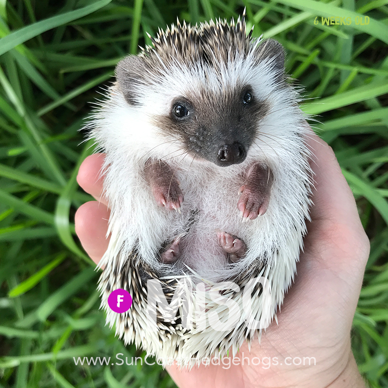 Jacksonville, Florida Hedgehogs for Sale - Sun Coast Hedgehogs