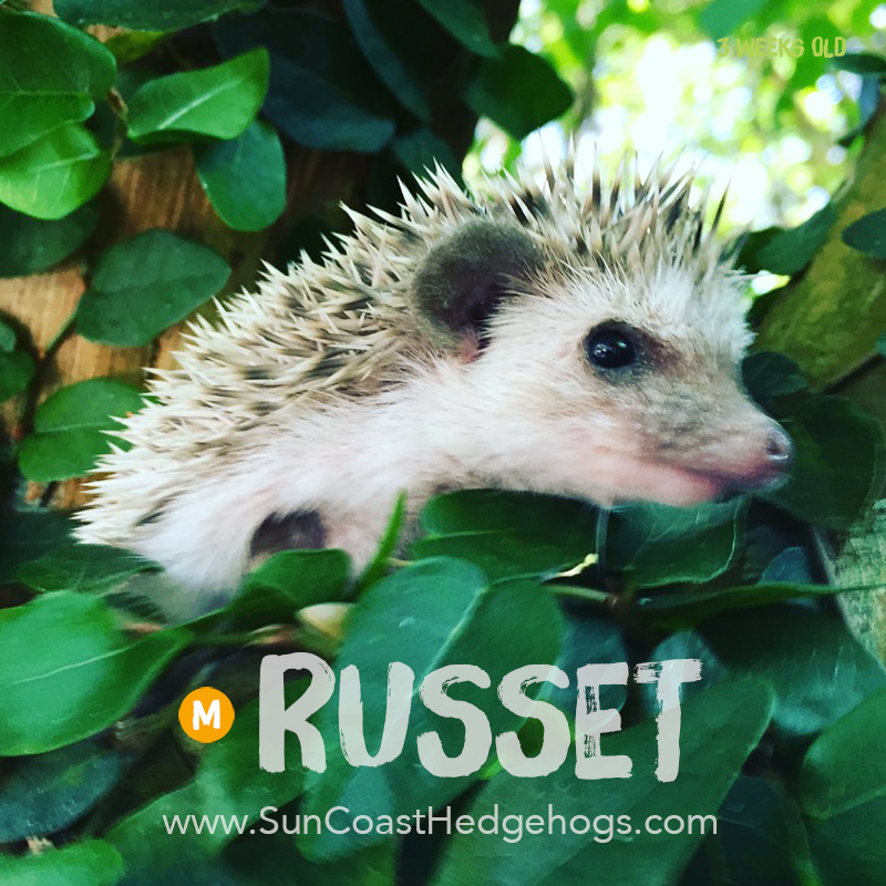 Russet Cinnamon Cinnamon Available Hedgehogs for Sale Sun Coast