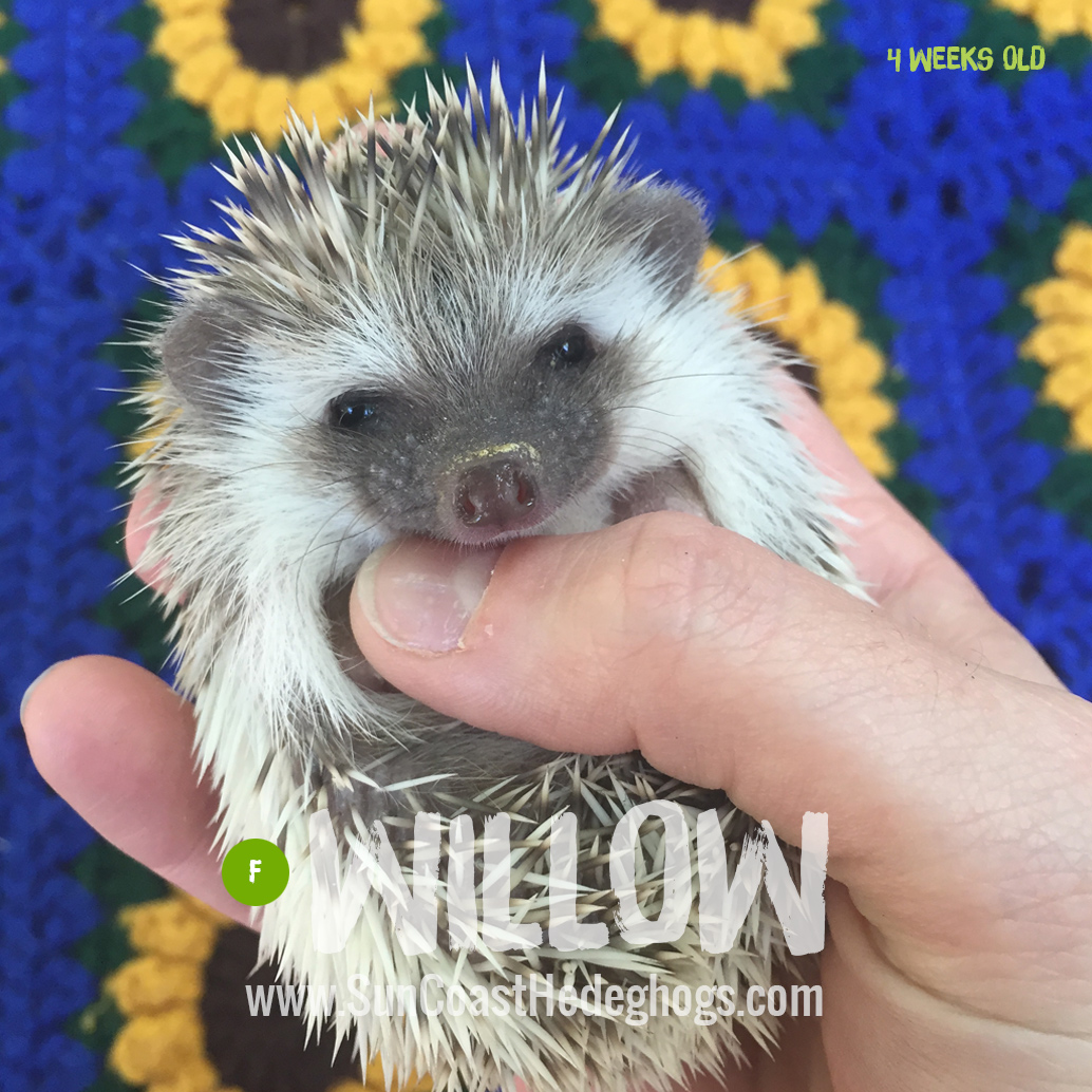Willow CinnamonPinto Cinnamon Pinto Available Hedgehogs for Sale