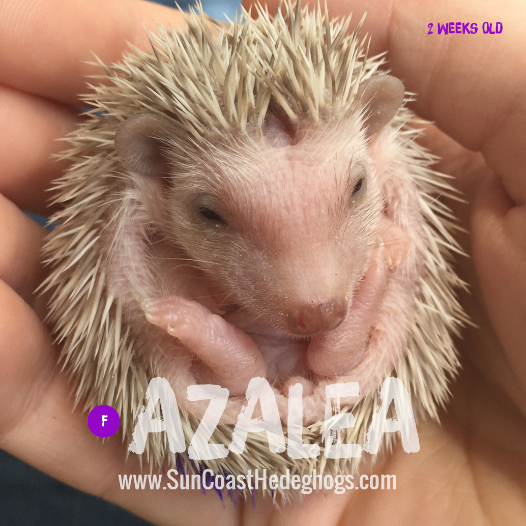 Azalea CinnamonSnowflake Cinnamon Snowflake Available Hedgehogs