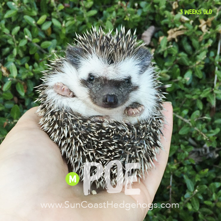 Poe Grey Grey Available Hedgehogs for Sale Sun Coast Hedgehogs