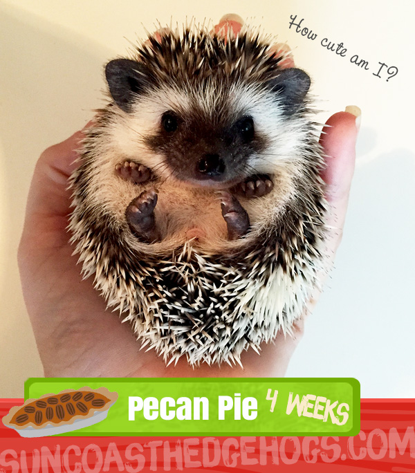 Pecan Pie Black Black Available Hedgehogs for Sale Sun Coast