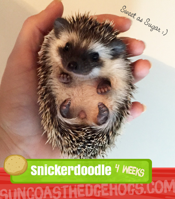 Snickerdoodle Black Black Available Hedgehogs for Sale Sun