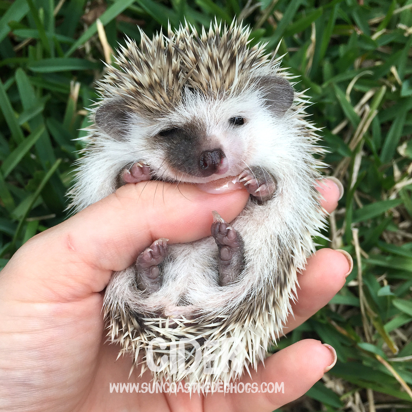 Hedgehogs