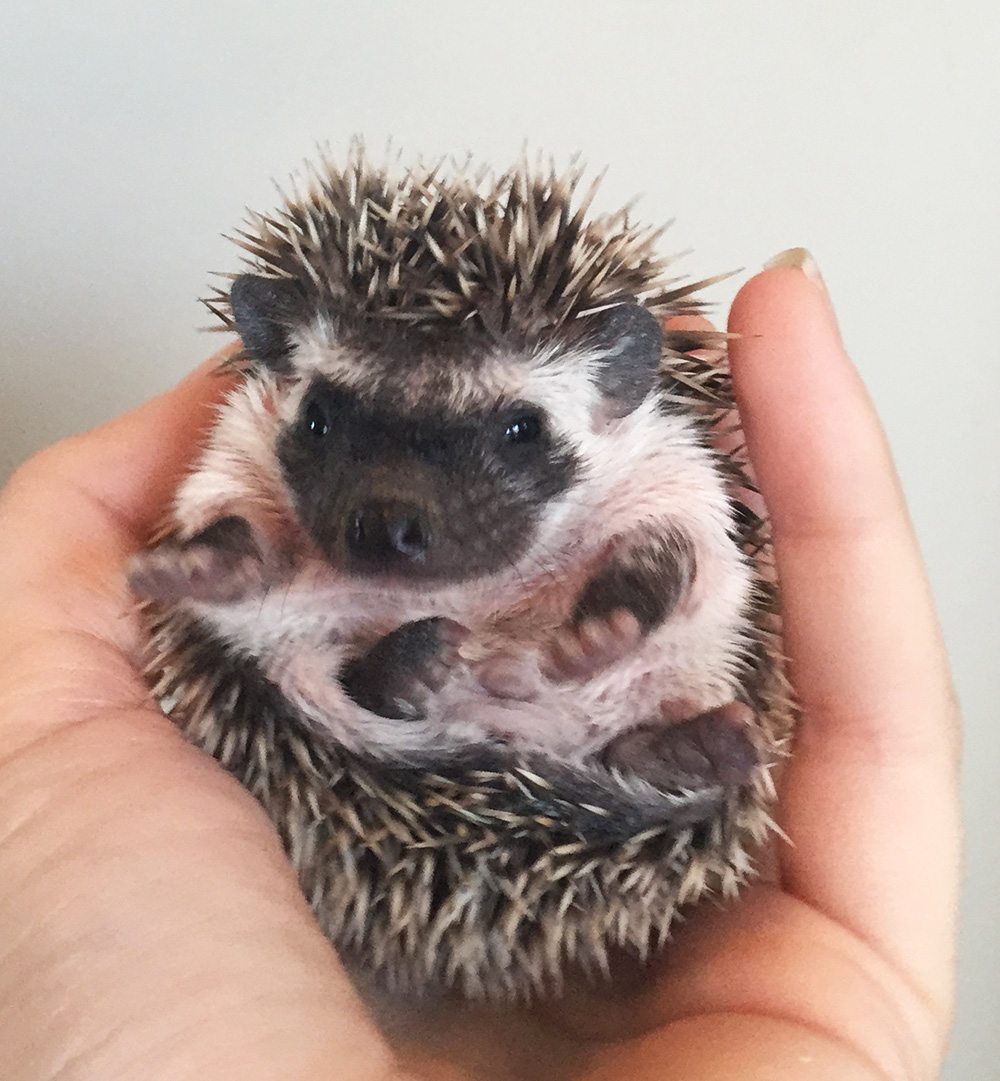 Snickerdoodle Black Black Available Hedgehogs for Sale Sun